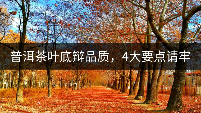 普洱茶葉底辯品質(zhì)，4大要點(diǎn)請(qǐng)牢記！