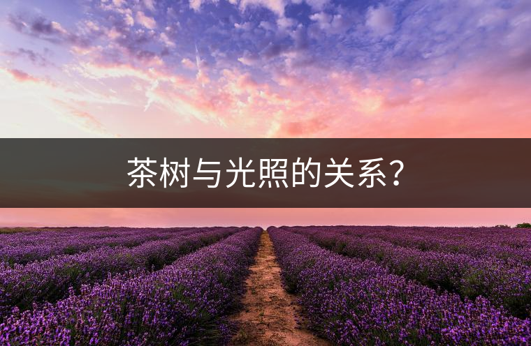 茶樹與光照的關(guān)系？