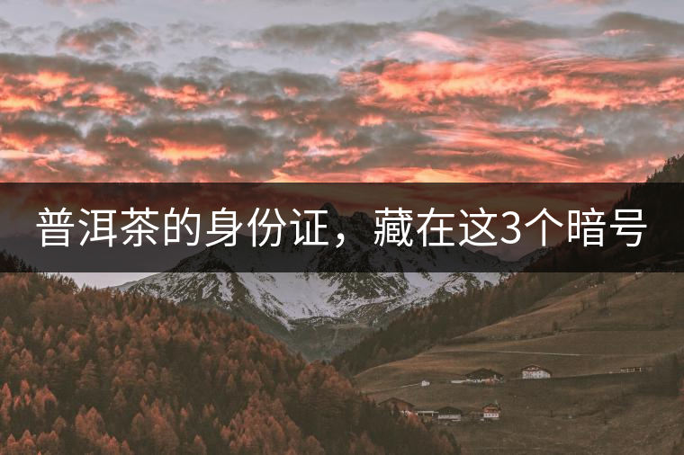 普洱茶的身份證，藏在這3個暗號中