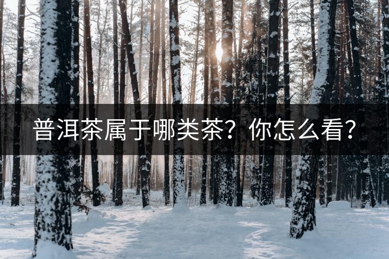 普洱茶屬于哪類茶？你怎么看？