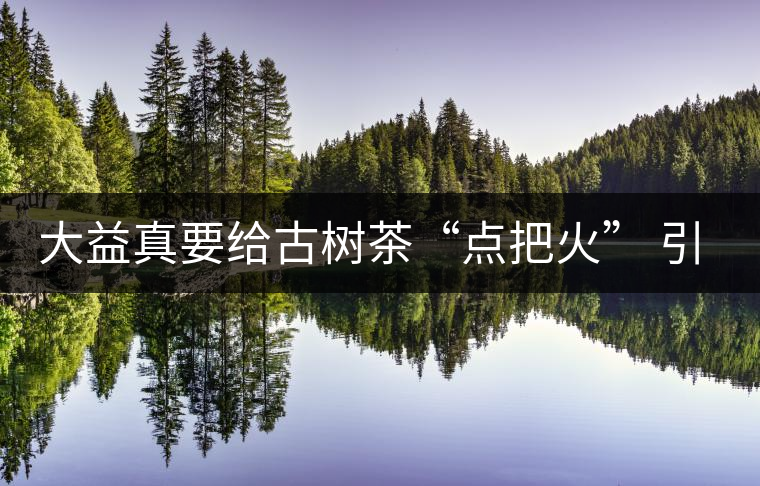大益真要給古樹茶“點(diǎn)把火” 引火燒身? 大益真要給古樹茶“點(diǎn)把火” 引火燒身?