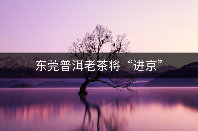 東莞普洱老茶將“進京”