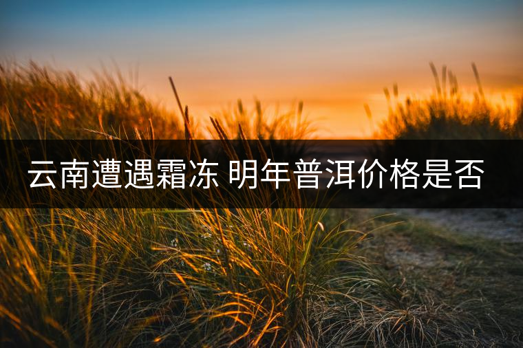 云南遭遇霜凍 明年普洱價(jià)格是否飆升？