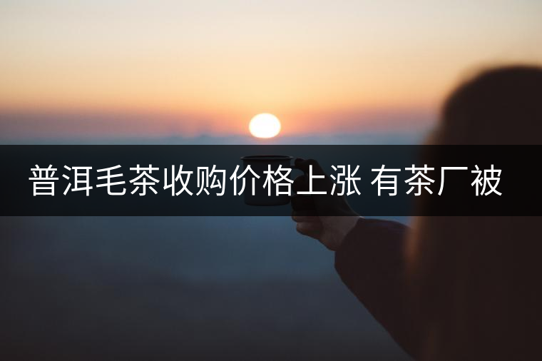 普洱毛茶收購價格上漲 有茶廠被迫停產(chǎn)改賣茶