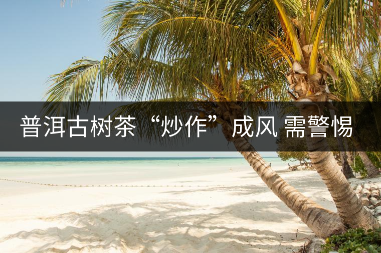 普洱古樹茶“炒作”成風 需警惕風險