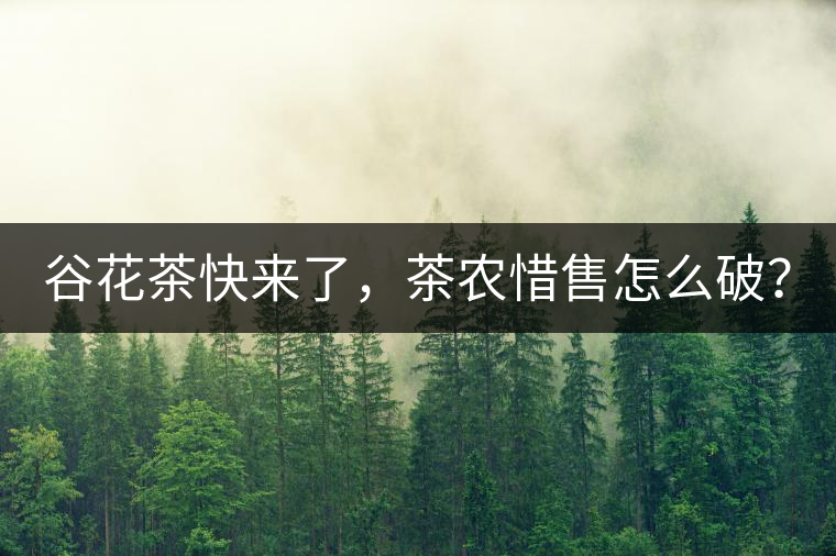 谷花茶快來了，茶農(nóng)惜售怎么破？