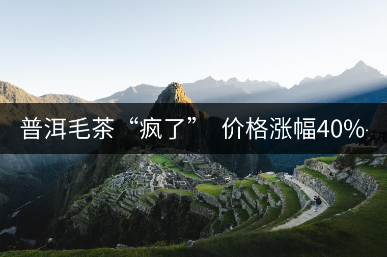 普洱毛茶“瘋了” 價(jià)格漲幅40%-80% 普洱毛茶“瘋了” 價(jià)格漲幅40%-80%