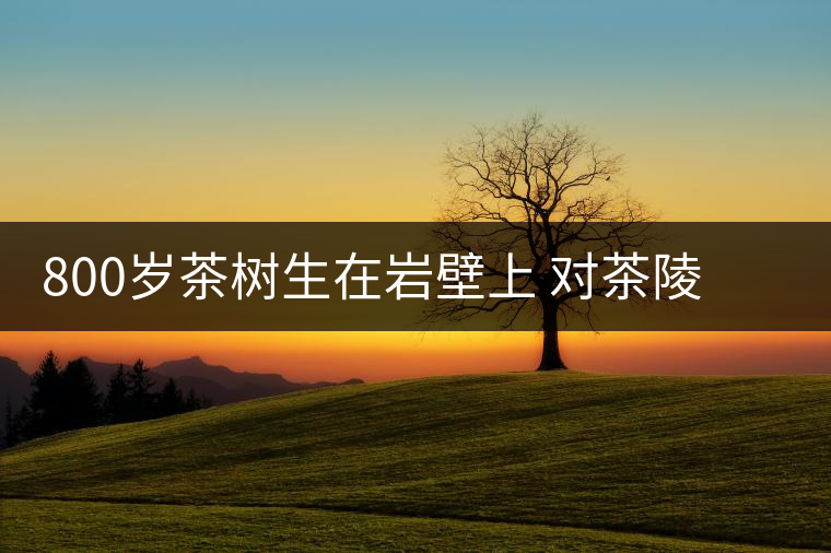 800歲茶樹(shù)生在巖壁上 對(duì)茶陵茶產(chǎn)業(yè)發(fā)展有重要價(jià)值 800歲茶樹(shù)生在巖壁上 對(duì)茶陵茶產(chǎn)業(yè)發(fā)展有重要價(jià)值
