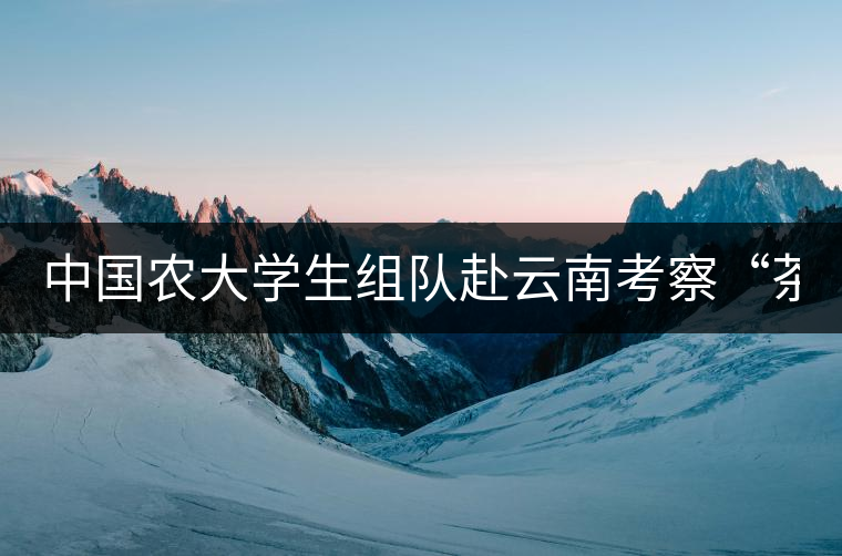 中國農(nóng)大學(xué)生組隊(duì)赴云南考察“茶馬古道” 調(diào)研茶文化 中國農(nóng)大學(xué)生組隊(duì)赴云南考察“茶馬古道” 調(diào)研茶文化