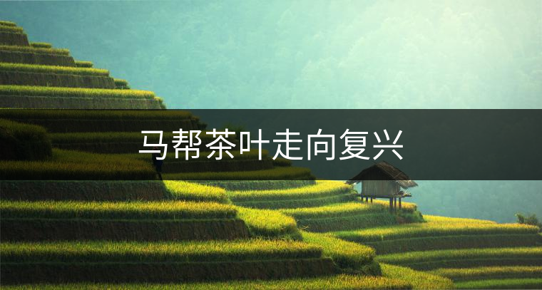 馬幫茶葉走向復興 馬幫茶葉走向復興