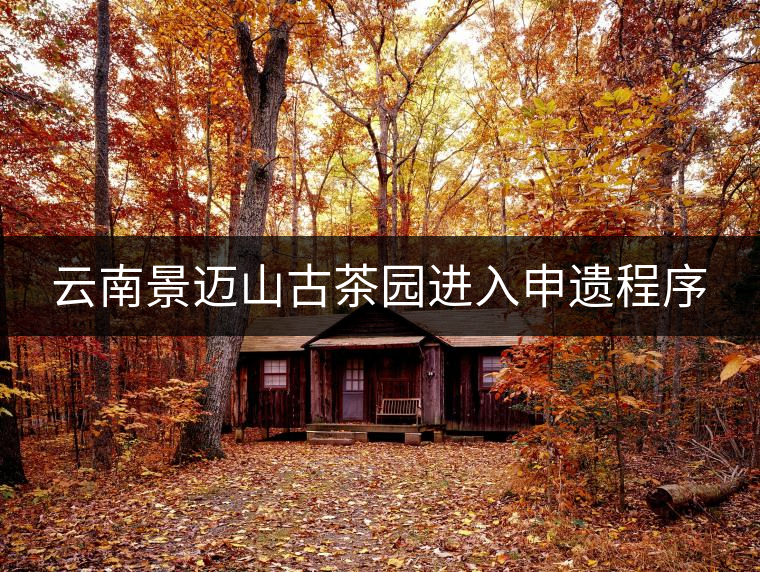 云南景邁山古茶園進(jìn)入申遺程序 云南景邁山古茶園進(jìn)入申遺程序