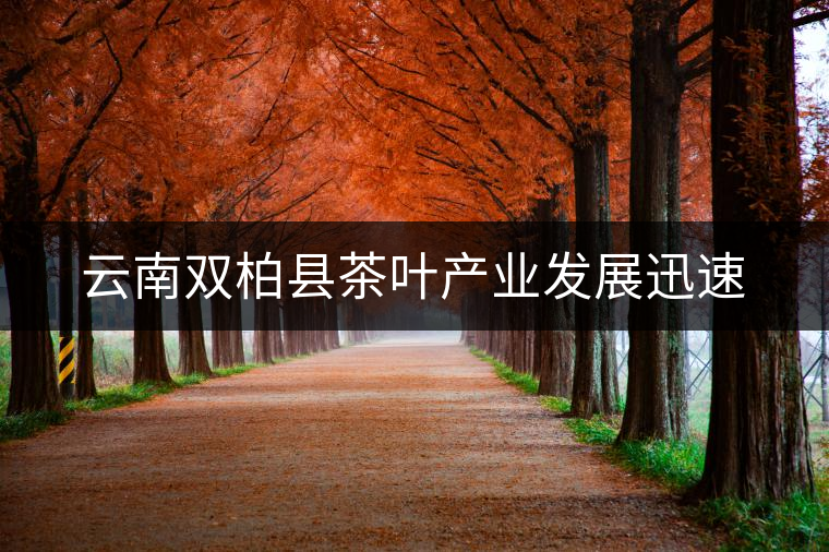 云南雙柏縣茶葉產(chǎn)業(yè)發(fā)展迅速