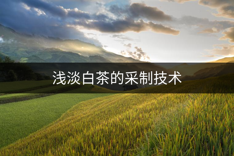 淺淡白茶的采制技術(shù) 淺淡白茶的采制技術(shù)