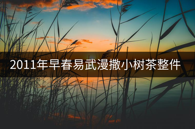 2011年早春易武漫撒小樹茶整件起批 2011年早春易武漫撒小樹茶整件起批