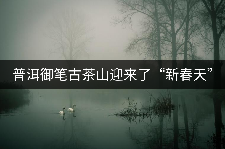 普洱御筆古茶山迎來了“新春天” 普洱御筆古茶山迎來了“新春天”