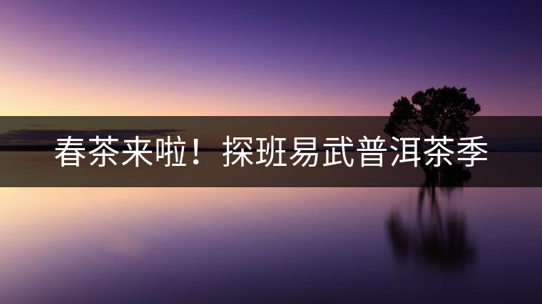 春茶來啦！探班易武普洱茶季