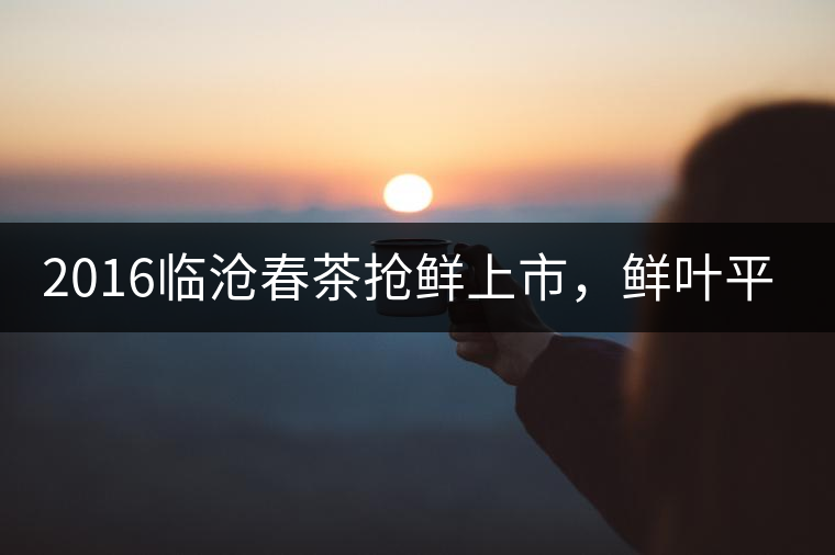 2016臨滄春茶搶鮮上市，鮮葉平均價同比去年減幅6.3%