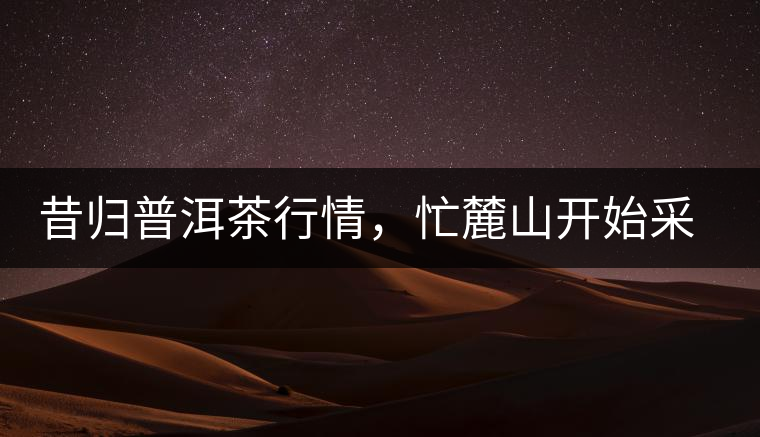 昔歸普洱茶行情，忙麓山開始采制春茶