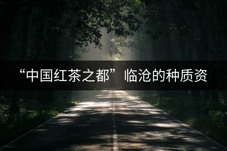 “中國紅茶之都”臨滄的種質(zhì)資源底蘊(yùn) “中國紅茶之都”臨滄的種質(zhì)資源底蘊(yùn)