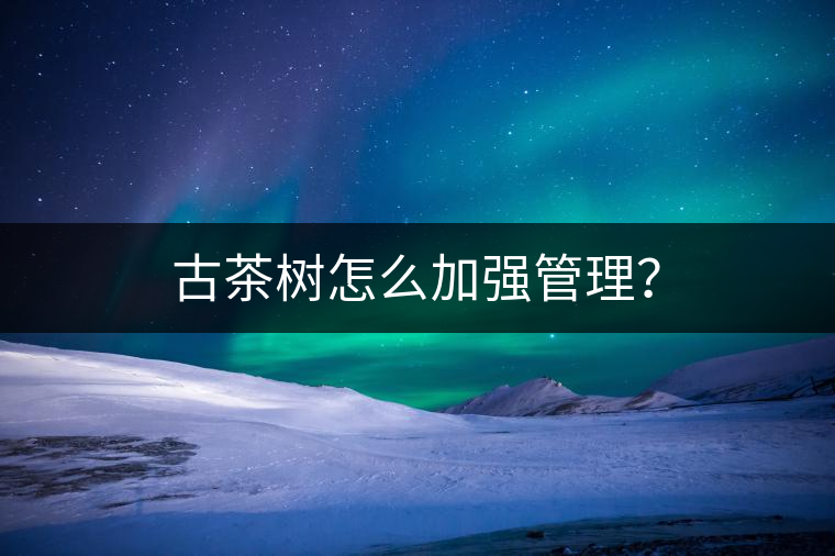古茶樹怎么加強(qiáng)管理？