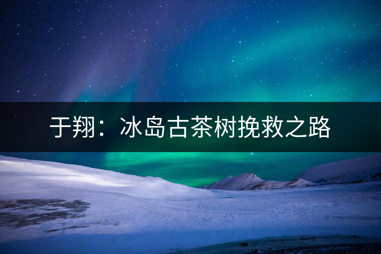 于翔：冰島古茶樹(shù)挽救之路