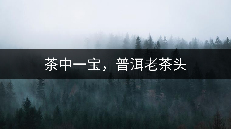 茶中一寶，普洱老茶頭