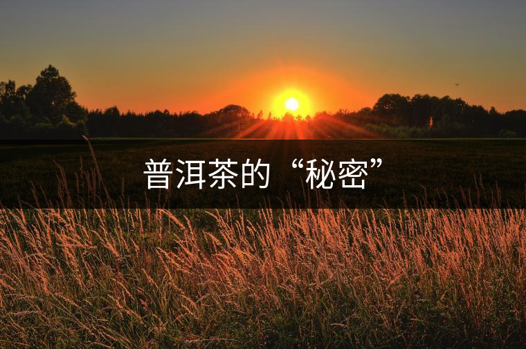 普洱茶的“秘密”