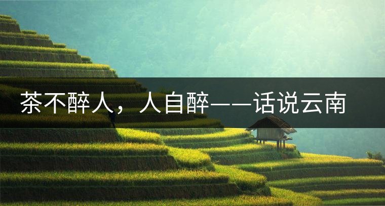 茶不醉人，人自醉——話說云南冰島普洱茶