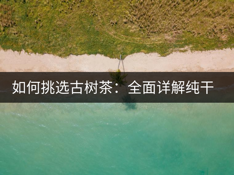 如何挑選古樹(shù)茶:全面詳解純干貨 如何挑選古樹(shù)茶:全面詳解純干貨