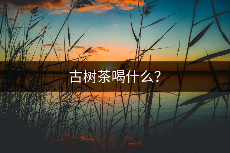 古樹茶喝什么？