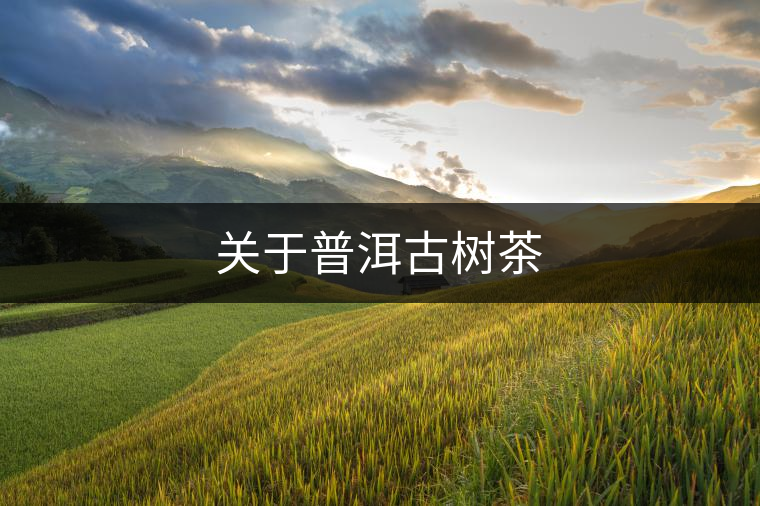 關(guān)于普洱古樹茶 關(guān)于普洱古樹茶