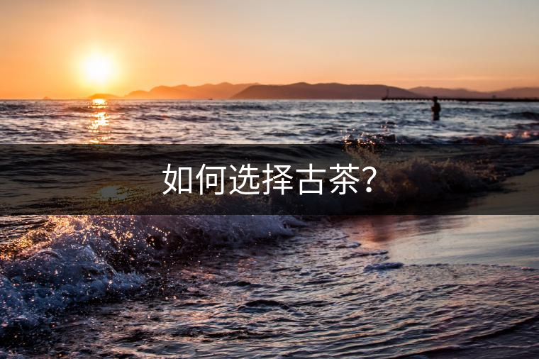 如何選擇古茶？