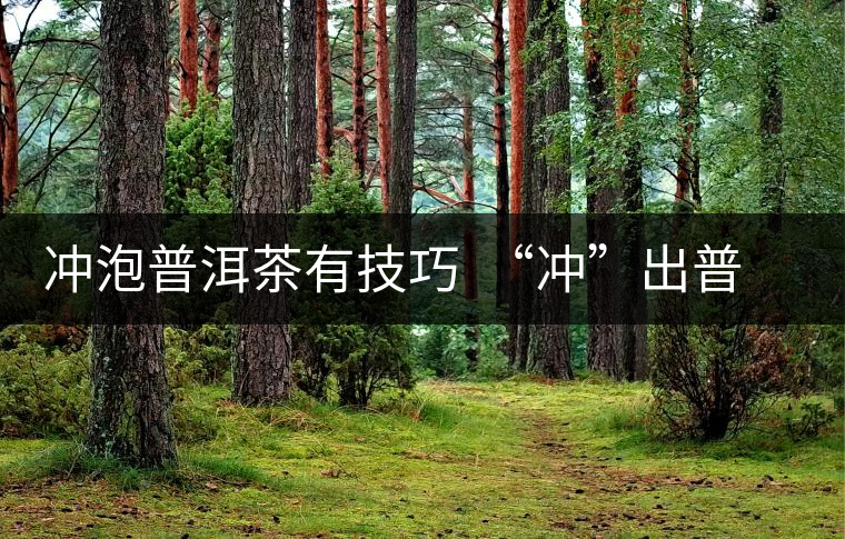 沖泡普洱茶有技巧 “沖”出普洱茶好滋味 沖泡普洱茶有技巧 “沖”出普洱茶好滋味