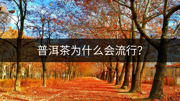 普洱茶為什么會流行？