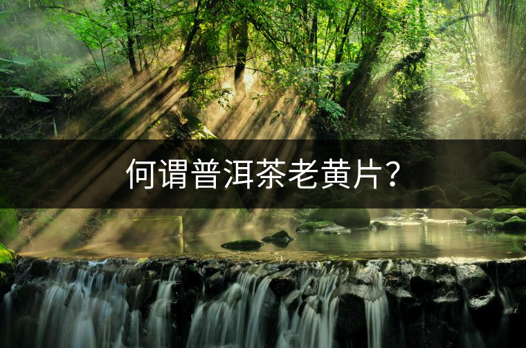 何謂普洱茶老黃片？