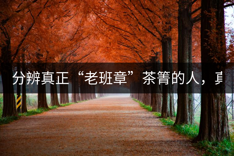 分辨真正“老班章”茶箐的人，真的不多！