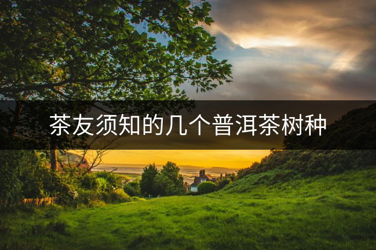 茶友須知的幾個普洱茶樹種 茶友須知的幾個普洱茶樹種