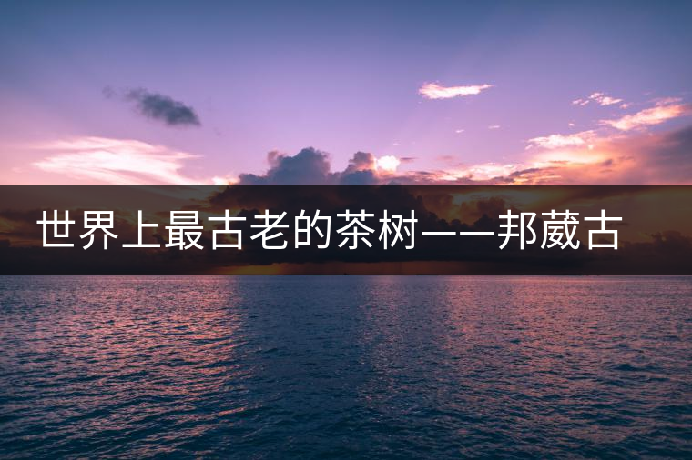 世界上最古老的茶樹——邦葳古茶樹