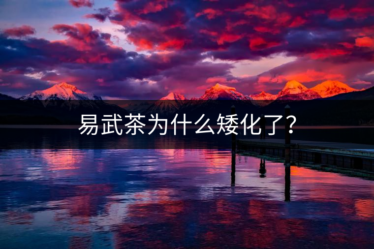 易武茶為什么矮化了？