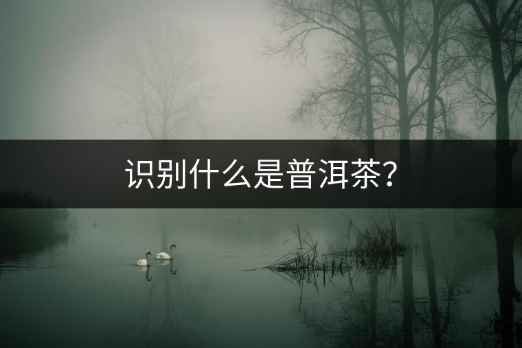 識(shí)別什么是普洱茶？