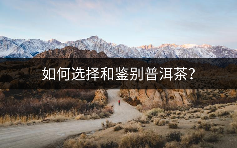 如何選擇和鑒別普洱茶？