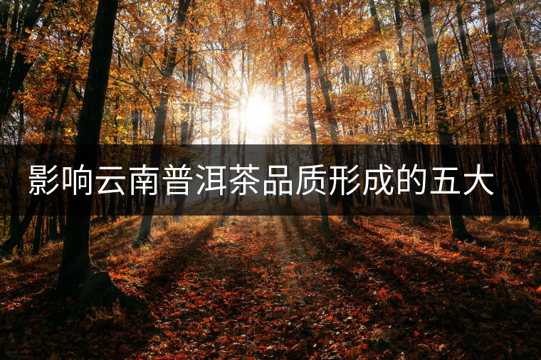 影響云南普洱茶品質形成的五大因素