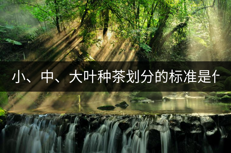 小、中、大葉種茶劃分的標(biāo)準(zhǔn)是什么？