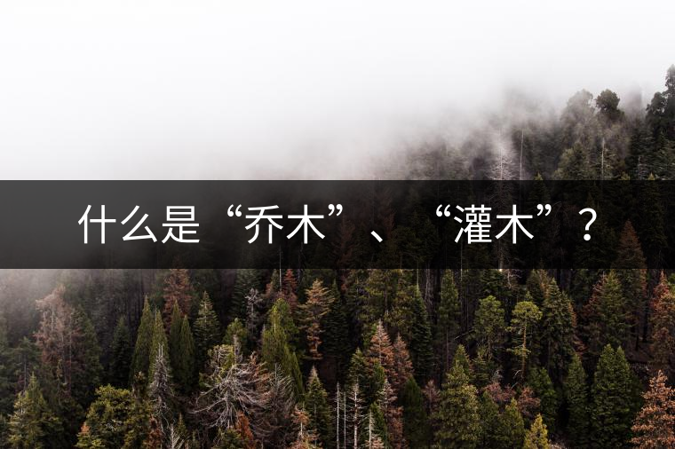 什么是“喬木”、“灌木”？