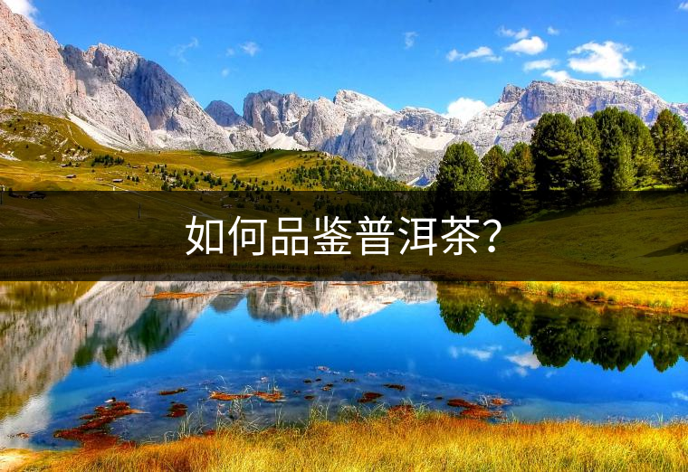 如何品鑒普洱茶？