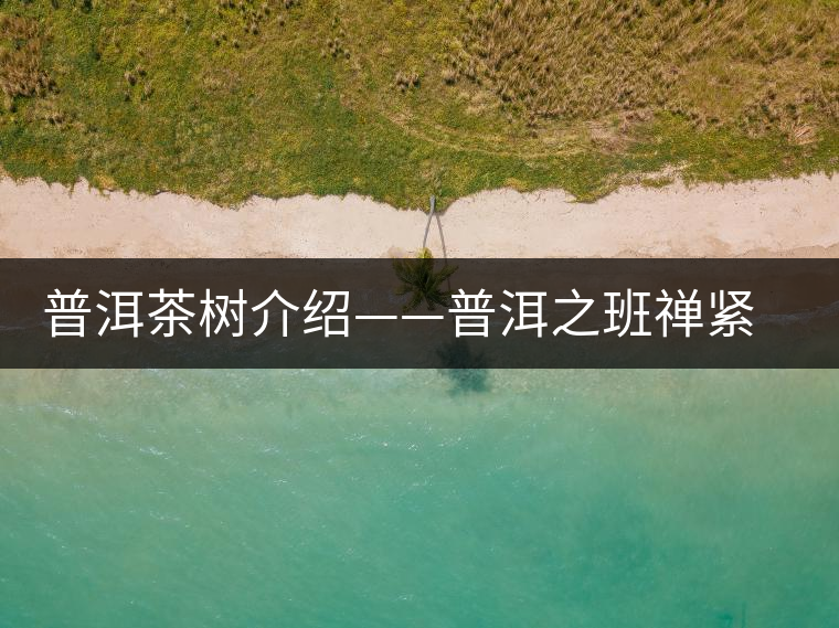 普洱茶樹(shù)介紹——普洱之班禪緊茶