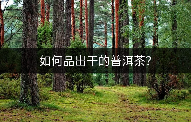 如何品出干的普洱茶？