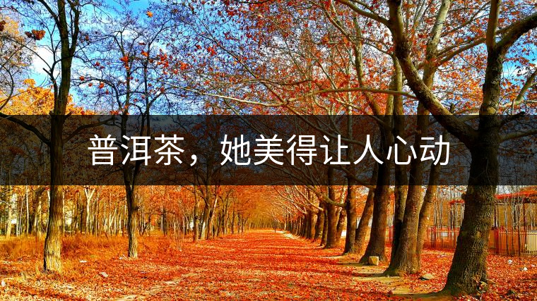 普洱茶，她美得讓人心動