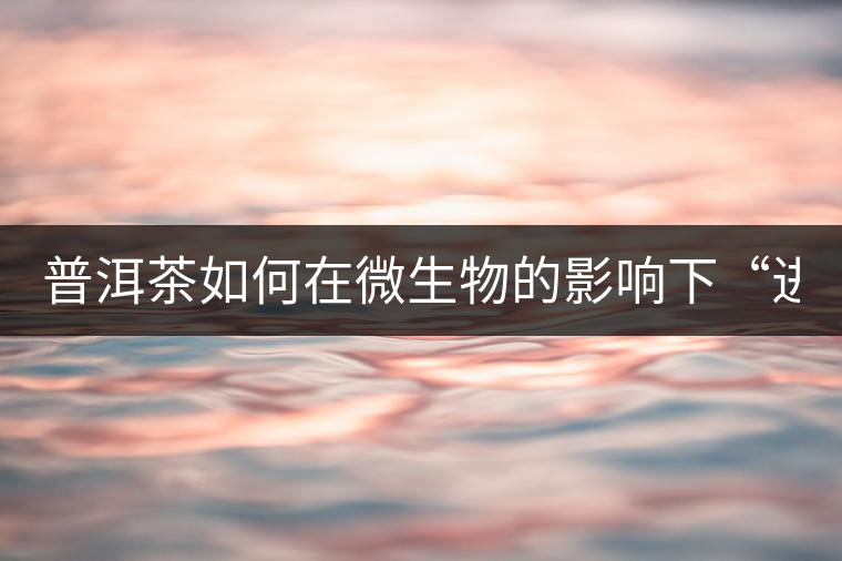 普洱茶如何在微生物的影響下“進(jìn)化” 普洱茶如何在微生物的影響下“進(jìn)化”