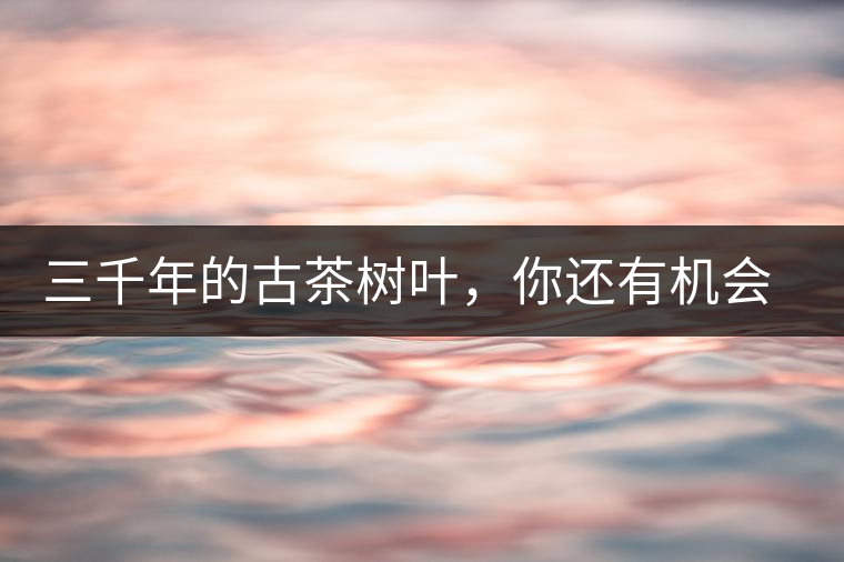 三千年的古茶樹葉，你還有機會喝到嗎？